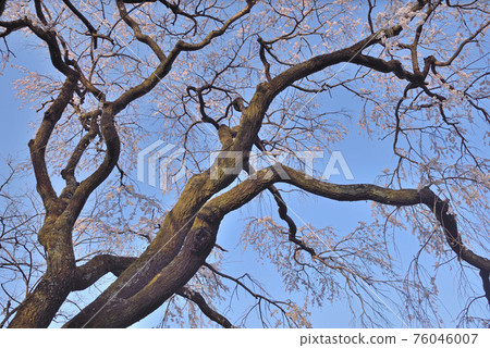 熊在佛教寺廟 76046007