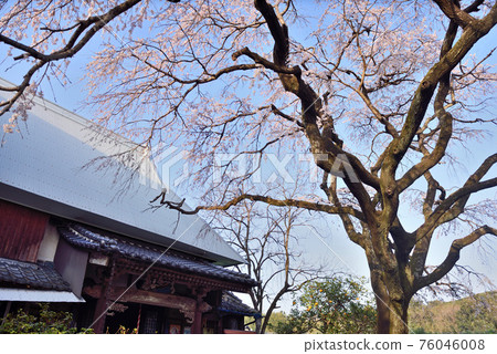 熊在佛教寺廟 76046008