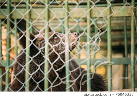 European Eurasian Brown Russian Bear Ursus Arctos Arctos In Cage. Small Teddy Bear European Eurasian Brown Russian Bear Ursus Arctos Arctos In Cage. Small Teddy Bear 76046335