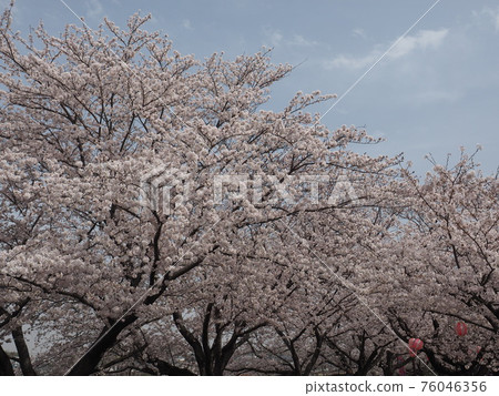 Cherry Blossoms Cherry Blossoms 76046356