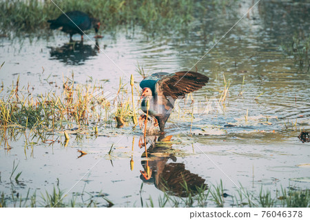 Goa, India. Two Grey-headed Swamphen Birds In Morning Looking For Food In Swamp. Porphyrio Poliocephalus Goa, India. Two Grey-headed Swamphen Birds In Morning Looking For Food In Swamp. Porphyrio Poliocephalus 76046378
