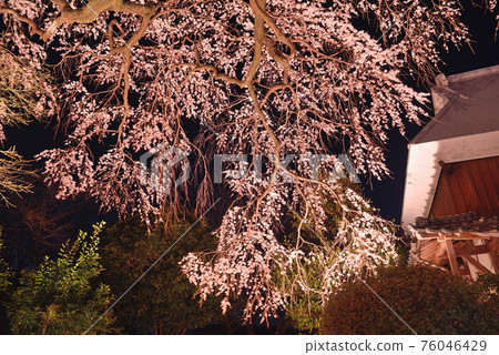 Bear in the Buddhist temple 76046429