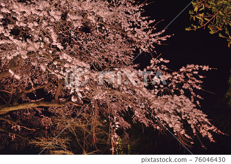 Bear in the Buddhist temple 76046430