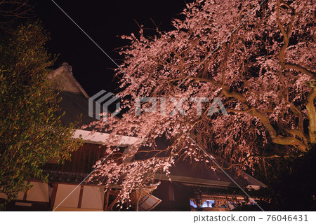 熊在佛教寺廟 76046431