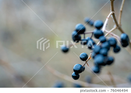 Black berries of the Bryony plant and flower 76046494