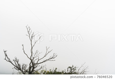Barren tree growing on a cliff of Tianmen mountain covered in fog Barren tree growing on a cliff of Tianmen mountain covered in fog 76046520