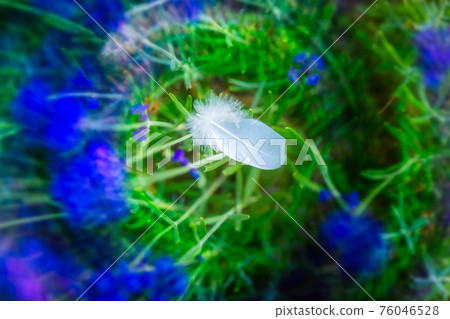 White bird feather among lavender flowers White bird feather among lavender flowers 76046528