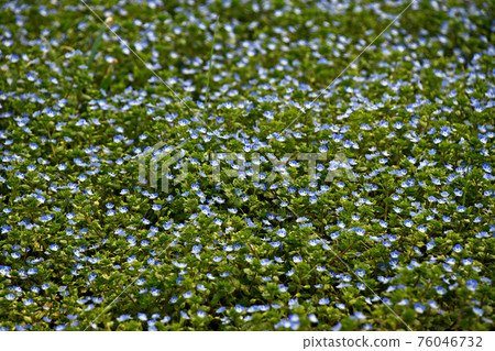 Persian speedwell that grows in clusters Persian speedwell that grows in clusters 76046732
