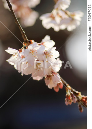 Weeping cherry tree Weeping cherry tree 76047011