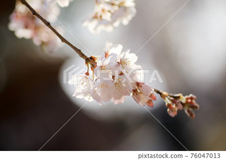 垂枝櫻花 76047013