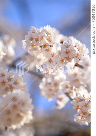 Weeping cherry tree Weeping cherry tree 76047016