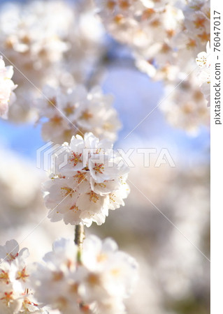 垂枝櫻花 垂枝櫻花 76047017