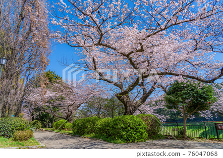 Spring in Japan A row of cherry blossom trees in Chidorigafuchi, Chiyoda-ku, Tokyo Spring in Japan A row of cherry blossom trees in Chidorigafuchi, Chiyoda-ku, Tokyo 76047068