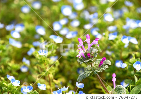 Henbit deadnettle blooming in the cluster of Persian speedwell Henbit deadnettle blooming in the cluster of Persian speedwell 76047273