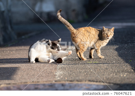 Two cats playing with each other 76047621