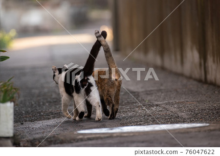 Snuggle up alley cat 76047622