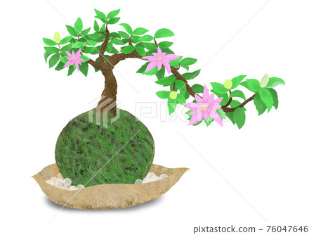 Water lily moss ball, cool Japanese modern style decoration of white glass ball on a ceramic plate 76047646