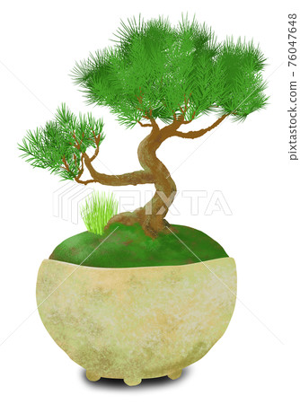 Japanese modern style of pine bonsai (grass and... - Stock Illustration  [76047648] - PIXTA