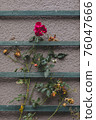 Rose of the street corner 76047666
