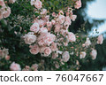 Rose of the street corner 76047667