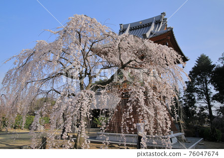 垂枝櫻花 76047674