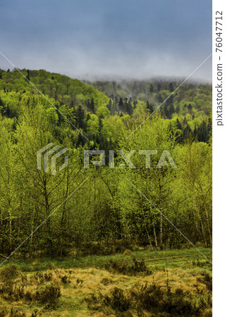 a forest landscape a forest landscape 76047712