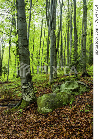 a forest landscape a forest landscape 76047714