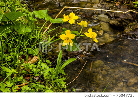 yellow woodland anemone yellow woodland anemone 76047723