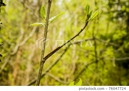 small insect masked on tree small insect masked on tree 76047724