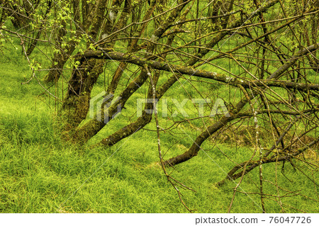 trees in the forest glade trees in the forest glade 76047726