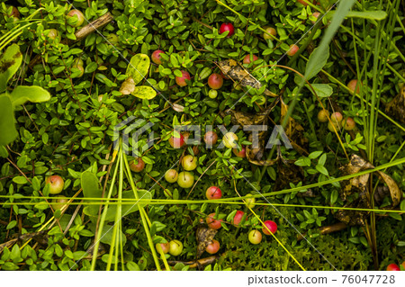 not ripe cranberry (Vaccinium oxycoccos) not ripe cranberry (Vaccinium oxycoccos) 76047728