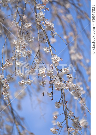 垂枝櫻花 垂枝櫻花 76047823
