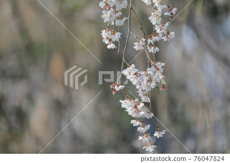 垂枝櫻花 垂枝櫻花 76047824
