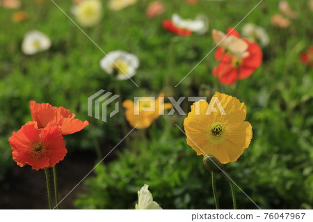 Iceland Poppy 76047967