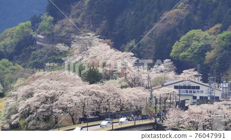 Shizuoka Prefecture Ieyama Sakura and EL locomotive Spring 76047991