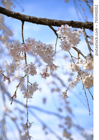 垂枝櫻花 76048002
