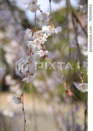 垂枝櫻花 76048003