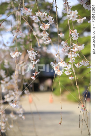 垂枝櫻花 垂枝櫻花 76048004