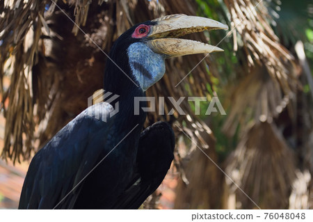 東武動物園“纏繞犀鳥” 東武動物園“纏繞犀鳥” 76048048