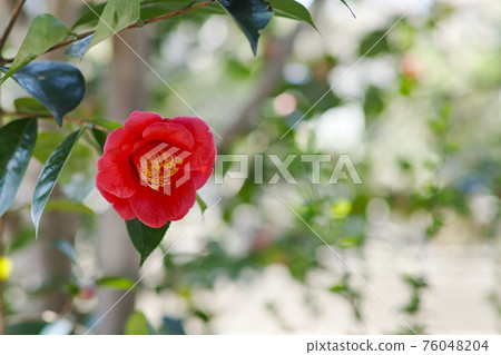 屋久島山茶 76048204