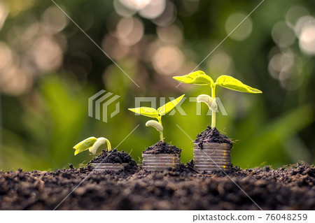 Coins and plants are grown on a pile of coins for finance and banking. The idea of saving money and increasing finances. 76048259