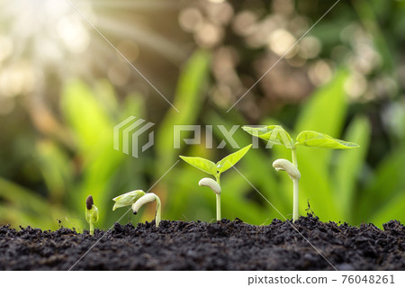 Small trees of different sizes on a green background, the concept of environmental stewardship and World Environment Day. 76048261