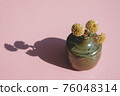 Dandelion dried flowers 76048314
