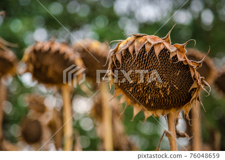 Field of ripened sunflowers, ready to harvest seeds. Autumn harvest. 76048659