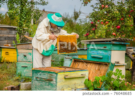 A beekeeper with a bee colony inspects. A beekeeper with a bee colony inspects. 76048685