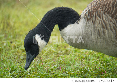 Canada Goose head close up Canada Goose head close up 76048817