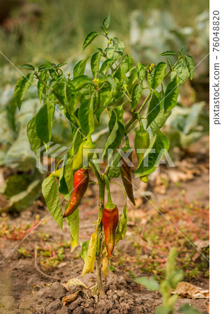 Dried Bell pepper. Bad harvest. Unsatisfactory results of growing organic vegetables 76048820