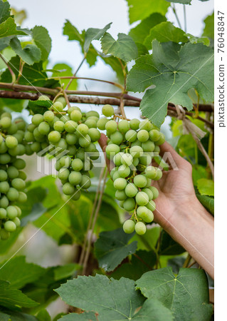 Green grapes on summer vine, multiple bunches Green grapes on summer vine, multiple bunches 76048847