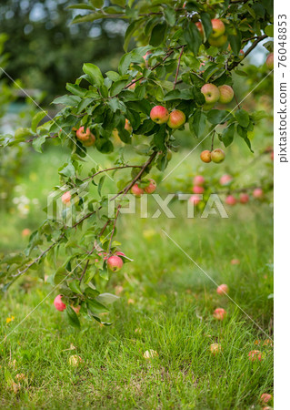 Organic apples hanging from a tree branch Organic apples hanging from a tree branch 76048853