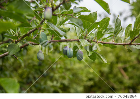 Beautiful green plum on a branch in a home garden 76048864